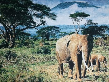 слоны ― ИГРУШКИ И СУВЕНИРЫ ОПТОМ В НОВОСИБИРСКЕ