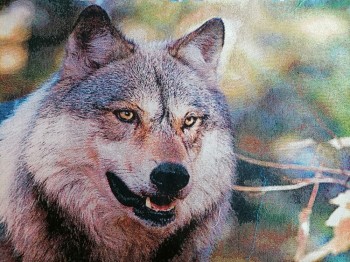 волк ― ИГРУШКИ И СУВЕНИРЫ ОПТОМ В НОВОСИБИРСКЕ