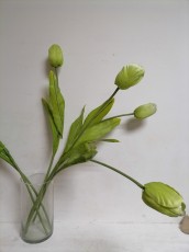 тюльпан бело-зеленый